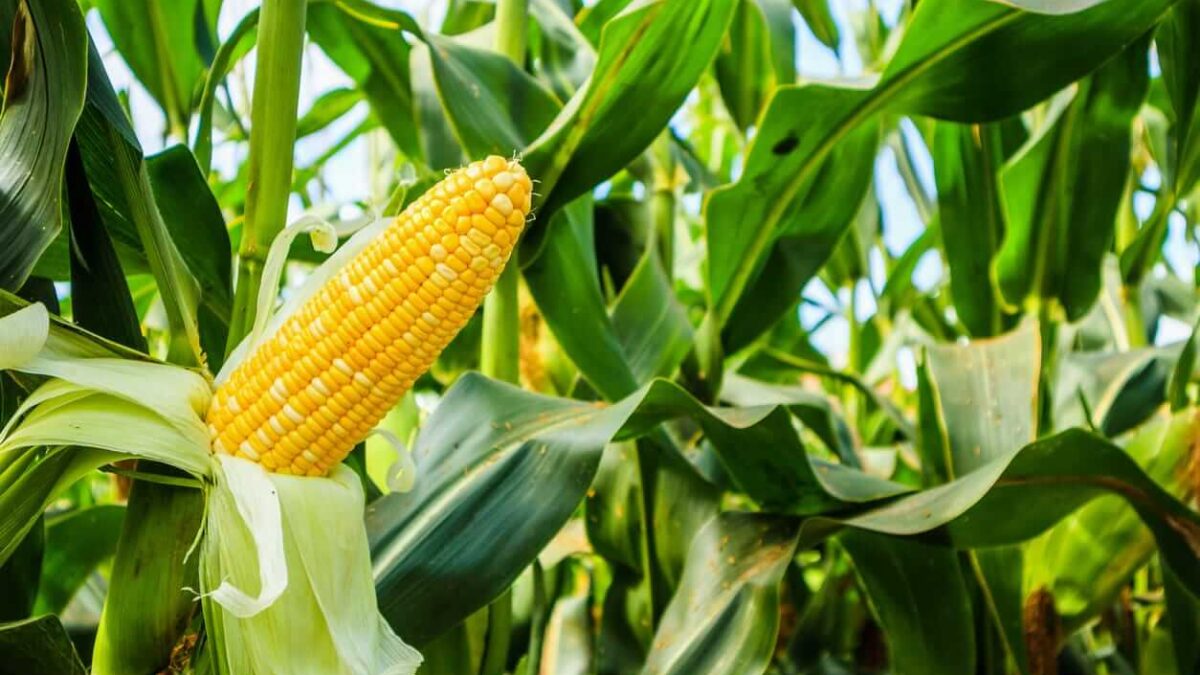 Corn Slipping on Tuesday Morning Despite Rating Cut