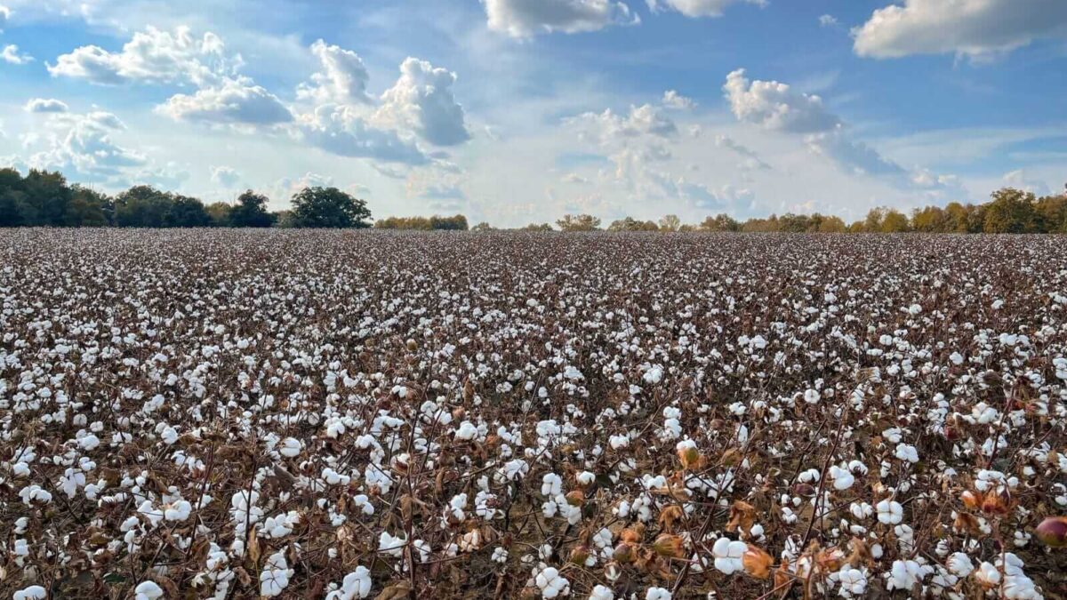 Cotton Slipping Back in Friday AM Trade